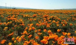 罂粟高清在线观看,高清在线揭秘毒品背后的黑暗世界